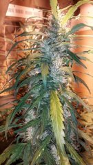 Amnesia Haze +32 flo