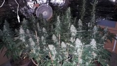 Cession Amnesia +32 flo