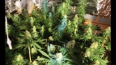 Cession amnesia#2 +34 flo