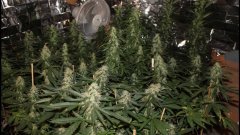 Cession Amnesia +34 flo