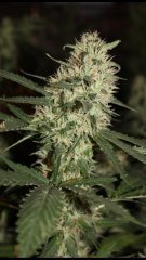 Power-flower +34 flo
