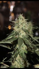 OG kush bout'z +34 flo