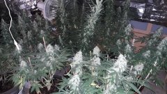 Cession Amnesia +35 flo