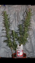 Amnesia Mac Ganga +35 flo