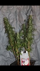 Amnesia Haze +35 flo