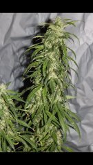 Double Bazooka Amnesia Haze+35 flo