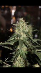 amnesia Haze +40 cro/+15 str/+35 flo