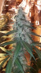 Amnesia Mac Ganga #2 +39 flo