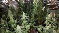Cession Amnesia +40cro/+15 str/+40 flo