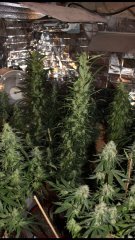 Cession amnesia +40 flo