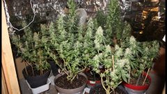 Cession Amnesia +42 flo