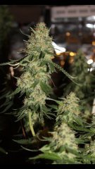 OG kush +50 cro/+15 str/+42 Flo