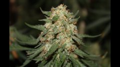 OG kush Bout'z +42 flo