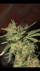 Og kuch +57 (12/12)