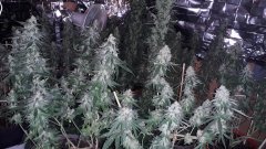 Cession Amnesia +45 flo