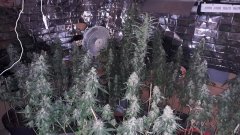 Cession Amnesia +40 cro/+15 str/ +45flo