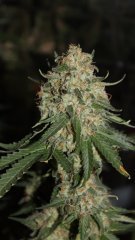 OG kush Bout'z +15str/+47 flo