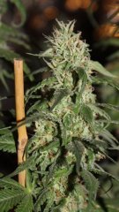 Bout'z Og kush +15str/+47 flo