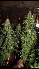 Amnesia Mac Ganga +15str/+47flo