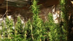 Cession Amnesia +47 flo