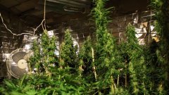 Cession Amnesia +15str/+47flo
