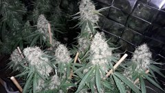 Power-flower +50 flo