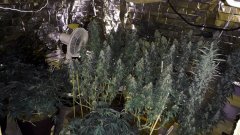 Cession Amnesia +40 cro/+15str/+50 flo