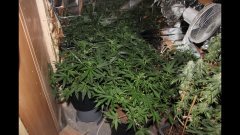 Cession GreenlandXXL(1) +65 cro/+7 Str