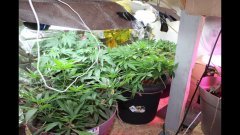 Cession GreenlandXXL (2) +72 Cro