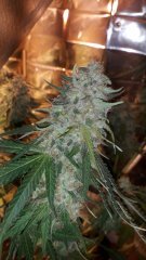 Amnesia Haze (2) +51 flo