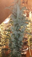Amnesia Mac Ganga +51 flo