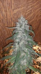 Amnesia Haze +51 flo