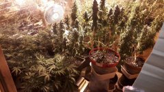 Cession Amnesia +51 flo