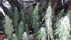 Florilège Amnesia +52 flo
