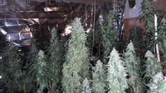 Cession Amnesia +52 flo