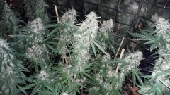 Power-flower +52 flo