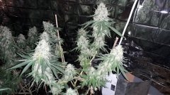 Og kuch Bout'z +52 flo