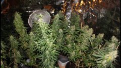 Cession Amnesia +53 flo
