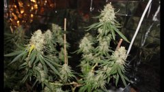 Og kush Bout'z +53 flo