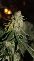 Og kush +53 flo