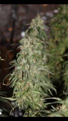 Amnesia Haze (2) +53 flo