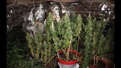 Cession Amnesia +15 str/+53 flo