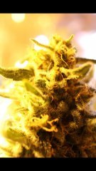 Macro 13mm Amnesia Haze +55 flo