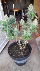 Og kush +58 flo Bout'z