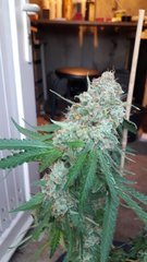 Og kush (+73 ..12/12)+58 flo