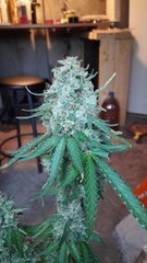 Og kush +58 flo