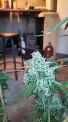 Og kush +58 flo (+73 ..12/12)