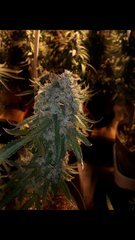 Og kush +58 flo