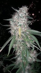 Power-flower +59 flo //+74(12/12)