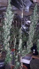 Amnesia mac Ganga +59 flo